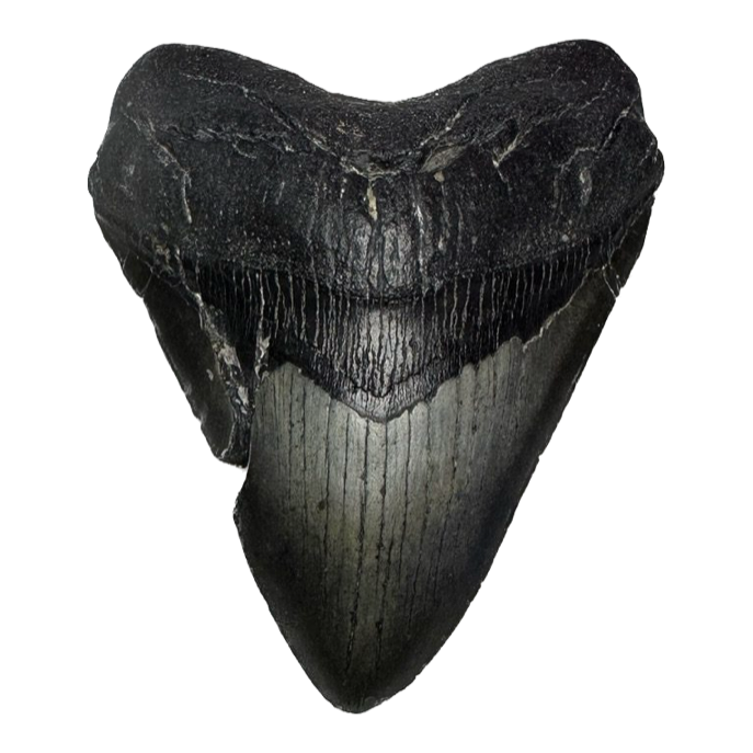 Megalodon Tooth, N. Carolina 5.61 inch~ Prehistoric Online