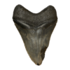 Megalodon Tooth  South Carolina 5.60 inch Prehistoric Online