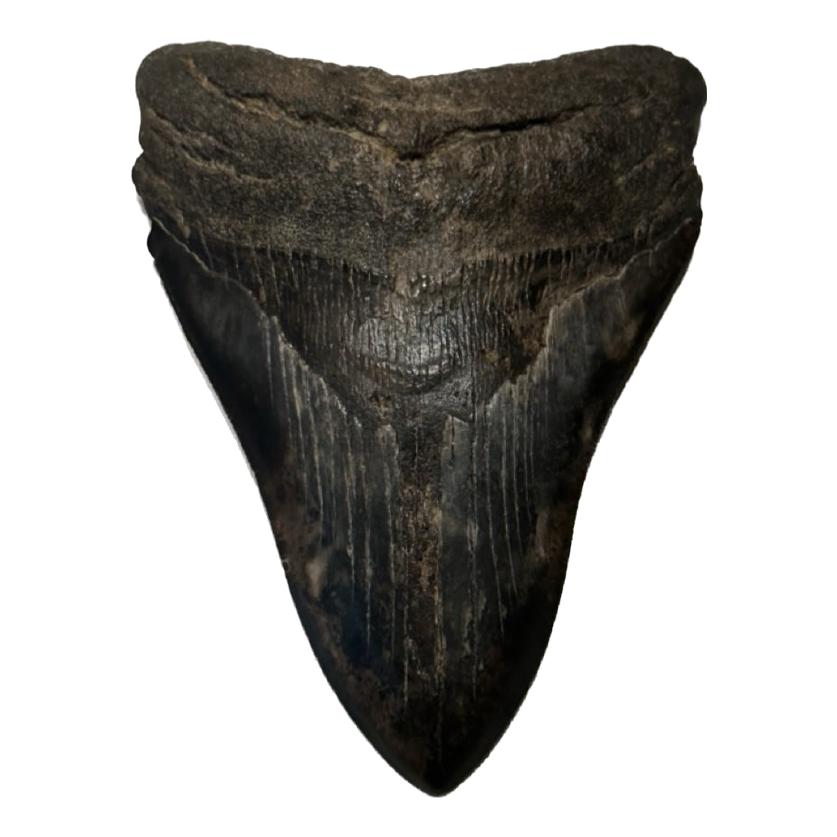 Huge Megalodon Tooth, S. Georgia 5.29 inch Prehistoric Online
