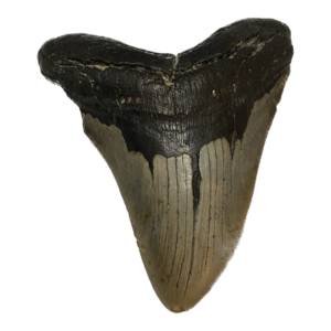 Megalodon Tooth  South Carolina 5.80 inch~ Prehistoric Online