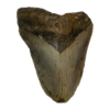 Megalodon Tooth  South Carolina 5.31 inch Prehistoric Online