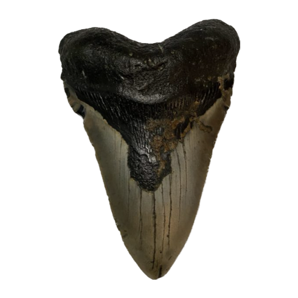 Megalodon Tooth  South Carolina 5.79 inch~ Prehistoric Online
