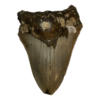 Megalodon Tooth  South Carolina 5.08 inch Prehistoric Online
