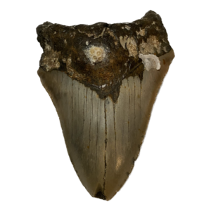 Megalodon Tooth  South Carolina 5.08 inch~ Prehistoric Online