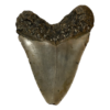 Megalodon Tooth  South Carolina 5.33 inch Prehistoric Online