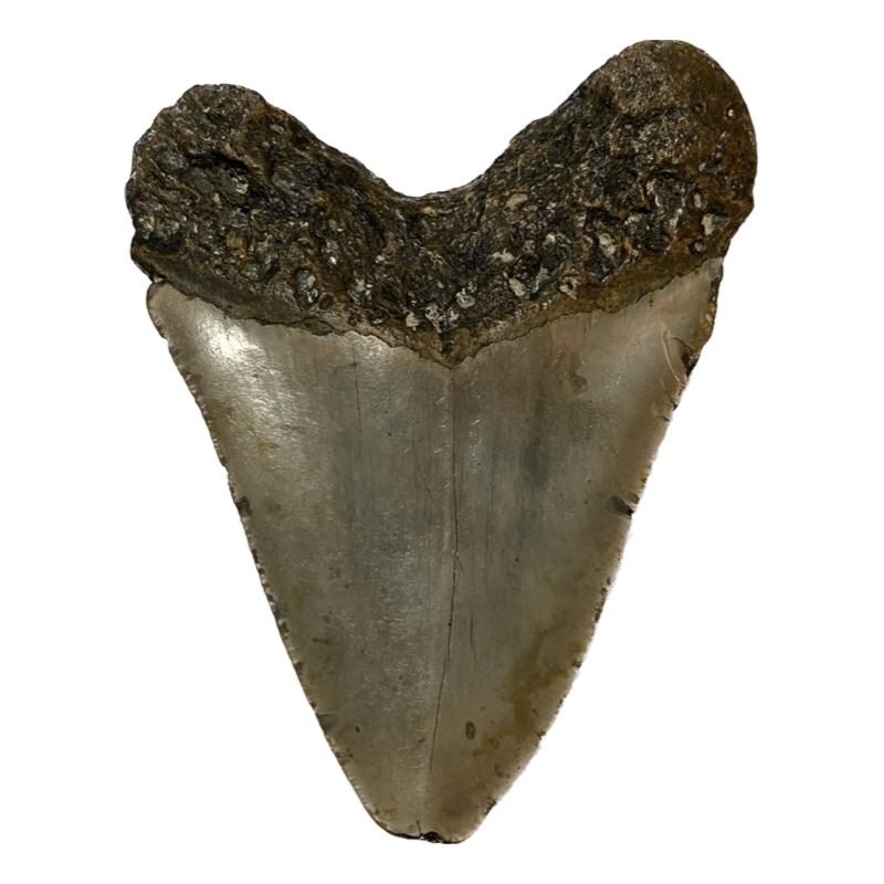 Megalodon Tooth  South Carolina 5.33 inch~ Prehistoric Online