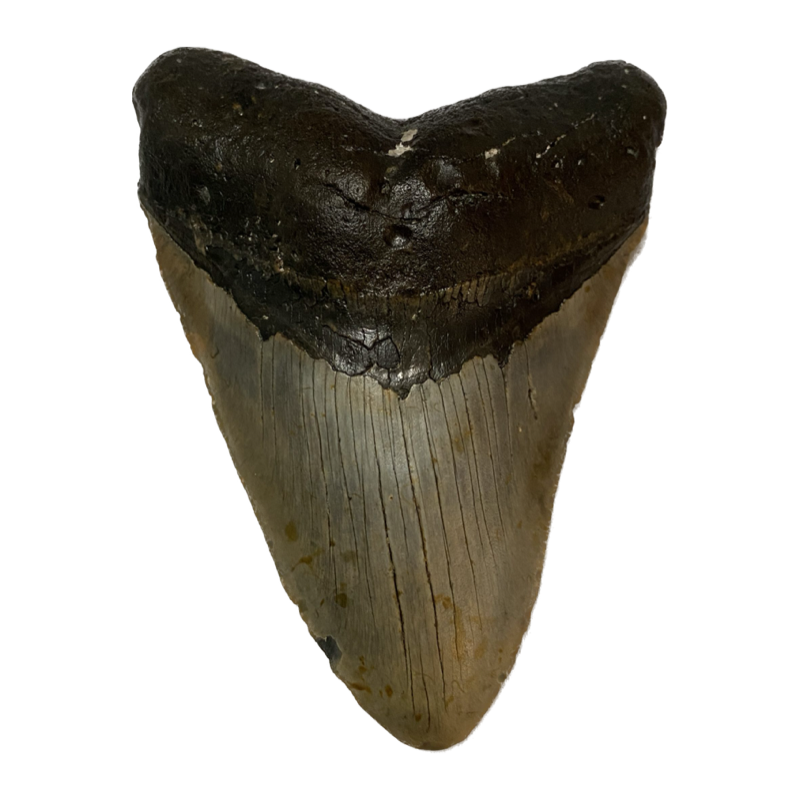 Megalodon Tooth  South Carolina 5.53 inch~ Prehistoric Online