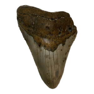 Megalodon Tooth  South Carolina 5.02 inch~ Prehistoric Online