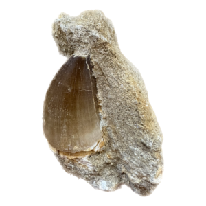 Mosasaur tooth in matrix, Morocco Prehistoric Online
