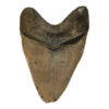 Megalodon Tooth  South Carolina 5.63 inch Prehistoric Online