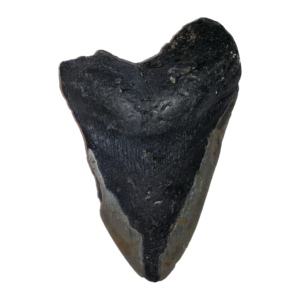 Megalodon Tooth,  South Carolina 5″ Prehistoric Online