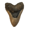 Megalodon Tooth  South Carolina 5.67 inch Prehistoric Online