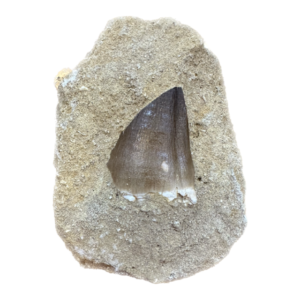 Mosasaur tooth in matrix, Morocco Prehistoric Online