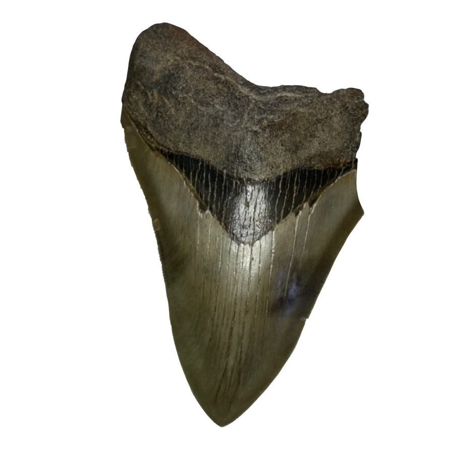 Megalodon Tooth, S. Georgia 4.90 inch Prehistoric Online