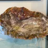 Petrified wood slice Utah, Escalante Prehistoric Online