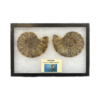 Collector Riker Box- Ammonite matched pair Prehistoric Online