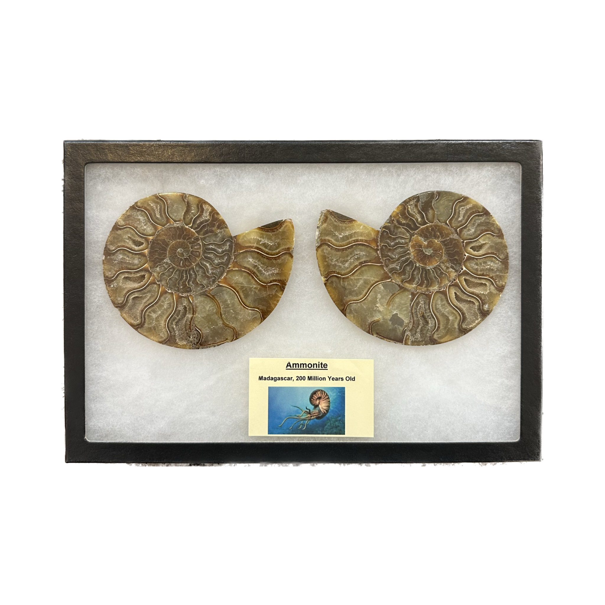Ammonite matched pair, Collector Riker Box Prehistoric Online