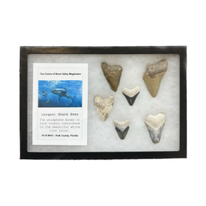 Collector Riker Box- Shark Teeth Prehistoric Online