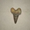 Otodus shark tooth Morocco Prehistoric Online
